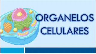 ORGANELOS CELULARES: Organelos Membranosos