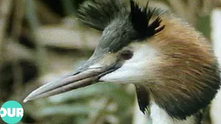 A Glimpse Into The Hidden World Of The Great Crested Grebe | Our World