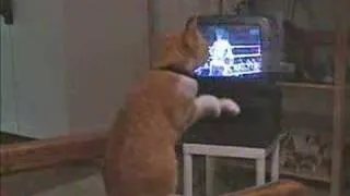 Boxing cat