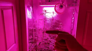 Week three of flower is here!