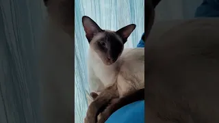 Siamese cat wakes up for biscuits