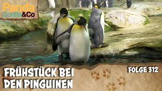 Im Zoo gibt es immer etwas zu tun! | Panda, Gorilla & Co.