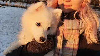 Tera at the Dog Park II - Japanese Spitz 4 months.