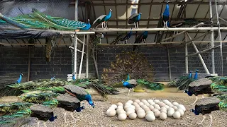 Starting a PEACOCK FARM - I Spent Thousands on My New Exotic Pet and Feeding Our Farm Animals!