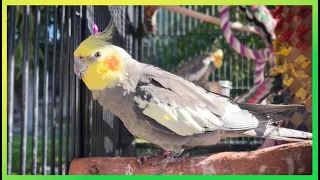 Cockatiels Up Close & in Detail 🦜The Bird Sanctuary | 2hrs of Outdoor Playing