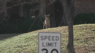 Arlington coyote attacks: Park remains closed after bite incidents