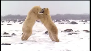 O GRANDE PREDADOR ÁRTICO: ANIMAIS DE GELO - DOCUMENTÁRIO DUBLADO HD  Full HD ANIMAIS DE GELO