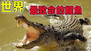 Take stock of the world's deadliest crocodiles! Do you know that evil crocodiles have lived on eart