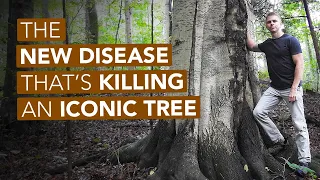 The New Disease That's Killing An Iconic Tree