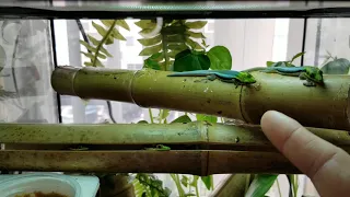 Phelsuma Klemmeri or Neon Day Geckos