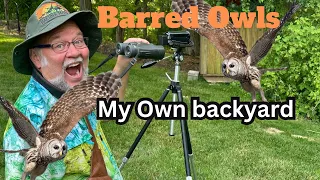 Barred Owls in Ohio | Backyard | Snake Eating Owls | Female & Babies | Owl Boxes | Gerold & Becky