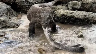 The Electric Eel Attacks and Bites The Komodo Dragon's Mouth