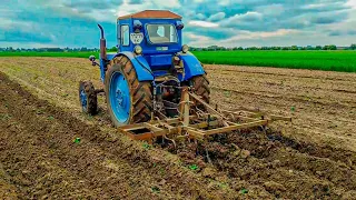 Т 40АМ Работа на огороде окучивание картофеля  | тюнинг | МТЗ ЮМЗ Т25