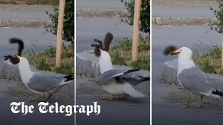Moment a seagull swallows squirrel whole