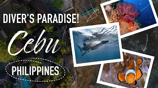 Epic scuba diving in Cebu, PHILIPPINES - 4k underwater video