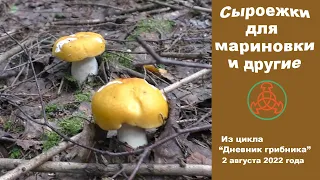 Сыроежки для маринования и другие ... Дневник грибника 2 августа 2022 года.