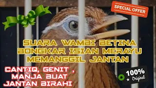 SUARA WAMBI BETINA BIRAHI BONGKAR ISIAN MERAYU MEMANGGIL JANTAN |• EDISI RAMADHAN