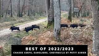 BEST OF 2022/2023 - CHASSE AUX CERFS, SANGLIERS, CHEVREUILS ET PETIT GIBIER