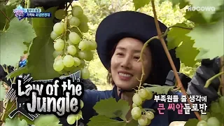 They Finally Get to Have Grapes in Chile!! [Law of the Jungle Ep 309]