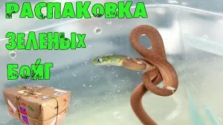 Boiga Cyanea - Распаковка зеленых бойг!