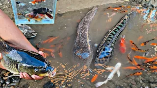 Catch giant toman fish, betta fish, catfish, ornamental fish, goldfish, glofish, lobsters, turtles