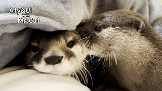 Mr.Otter Got Horny in The Midnight When His Girlfriend Hugged Him😂 [Otter Life Day 736]