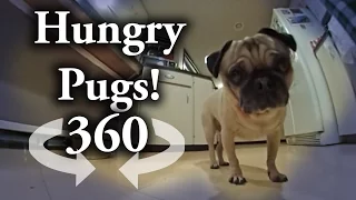 Funny Pugs eating breakfast: VR Interactive Video