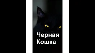 # приметы про черных кошек#