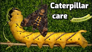 Deaths-Head HawkMoth | Caring for your Caterpillar