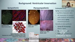 The Nervous Heart: Insights into Autonomic-Mediated Arrhythmias