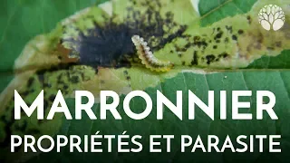 Marronnier, propriétés et parasites