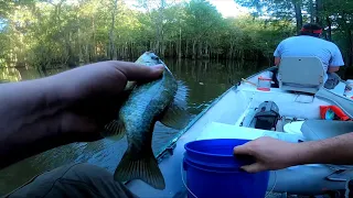 Sparkleberry Swamp Shellcrackers