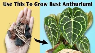 The BEST Potting Mix for Anthurium - Anthurium Plant Care Tips