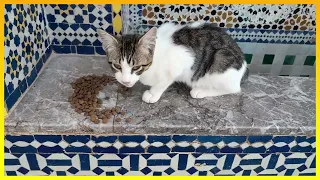 Saving homeless cats😻Homeless street cats😻Amazing homeless cats