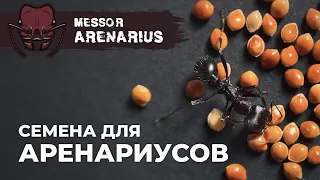 КОЛОНИЯ ГИГАНТСКИХ МУРАВЬЕВ-ЖНЕЦОВ ВЫРОСЛА | Giant harvester ant | Messor arenarius