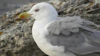 Чайка хохотунья. Взрослая птица  ( Larus cachinnans )