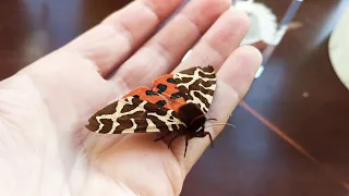 Garden Tiger Moth (Arctia caja)