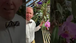 Mounting Orchids Made Easy