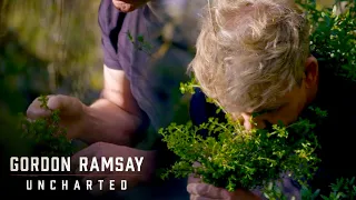 Gordon Ramsay Forages For The Elusive Kanuka Plant | Gordon Ramsay: Uncharted