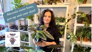 Alocasia ‘Silver Dragon’ CORM HUNT, pot-up and plant care chat!