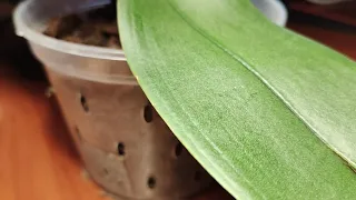 Лечение орхидеи с гнилой шейкой.