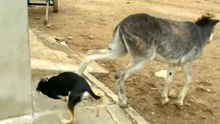 jumento da coiçe no cachorro