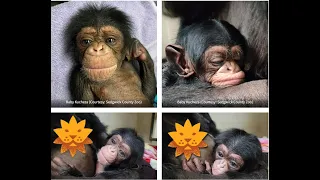 Baby chimpanzee reintroduced to its mother for the first time after being put on oxygen