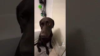 #chocolatelabrador #funnydogsvideos #philipwhittam #dogs