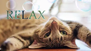 calm music for cats///music for relaxing cats