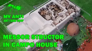 My Ant Farm for Messor Structor (formicarium for ants/nest for ants)