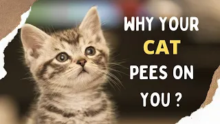 Why Your Cat Pee On You?