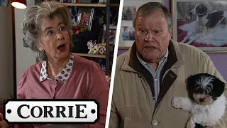 Roy Asks Evelyn Dog Advice In A Time Of Need | Coronation Street