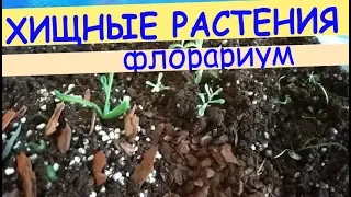 Флорариум для хищных растений. Часть 1.