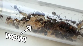 A TON OF PUPAE! - Camponotus Nicobarensis Ant Colony | Update #1